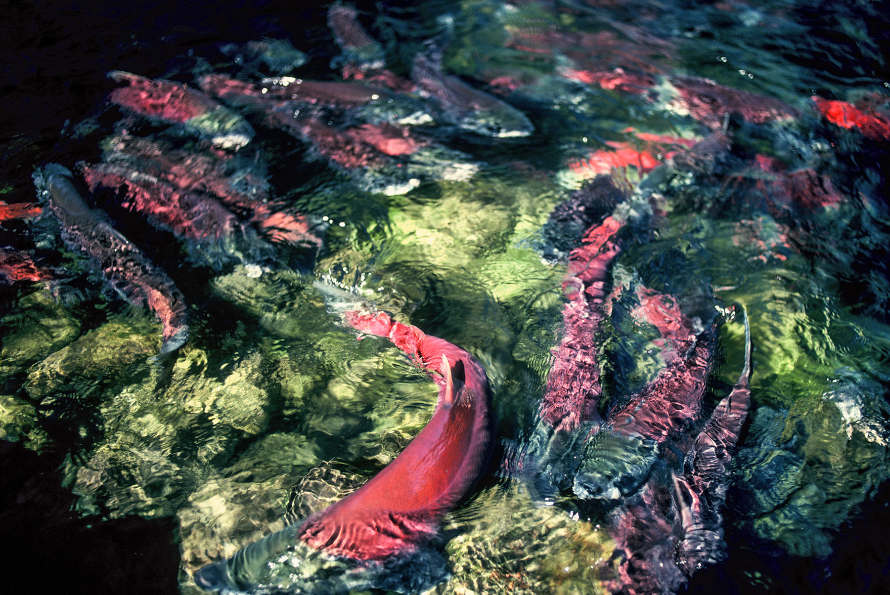 Salmon swimming in a river