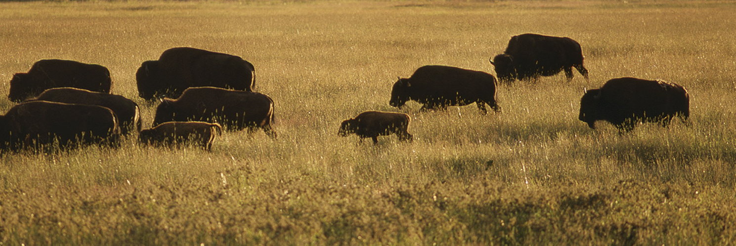 Herd of buffalo