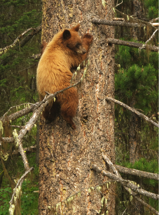 Brown bear climbing a tree