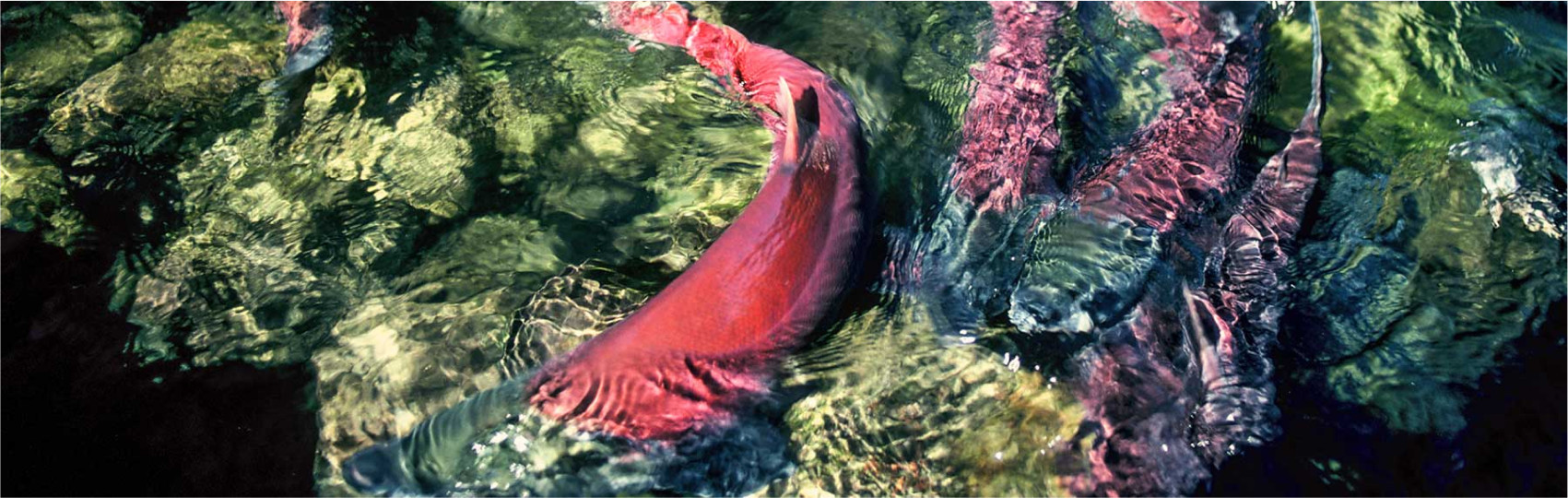 Salmon swimming in a river