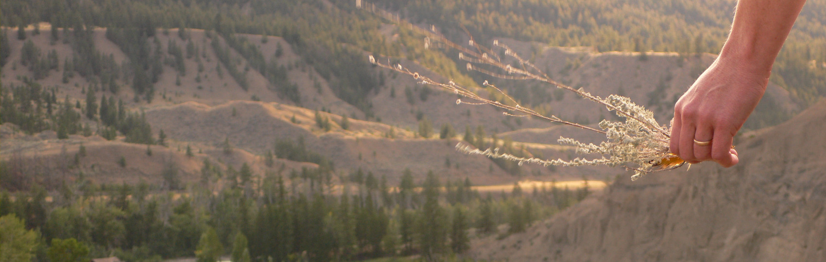 Hand holding plants overlooking BC interior mountains