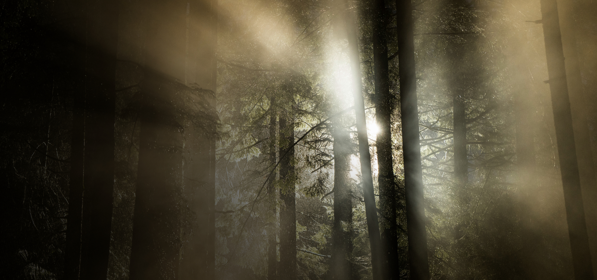 Forest with sunlight shining through