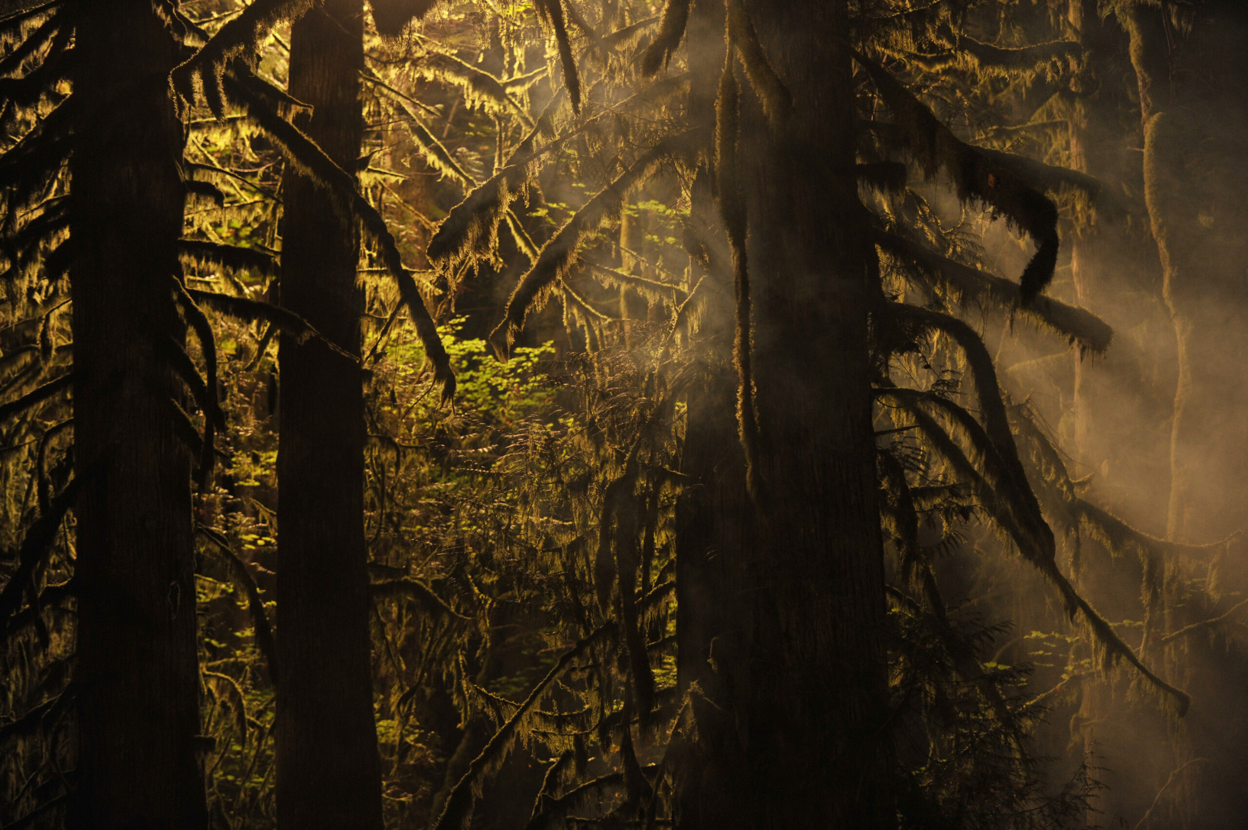 Corporate Commercial - Trees in a BC forest