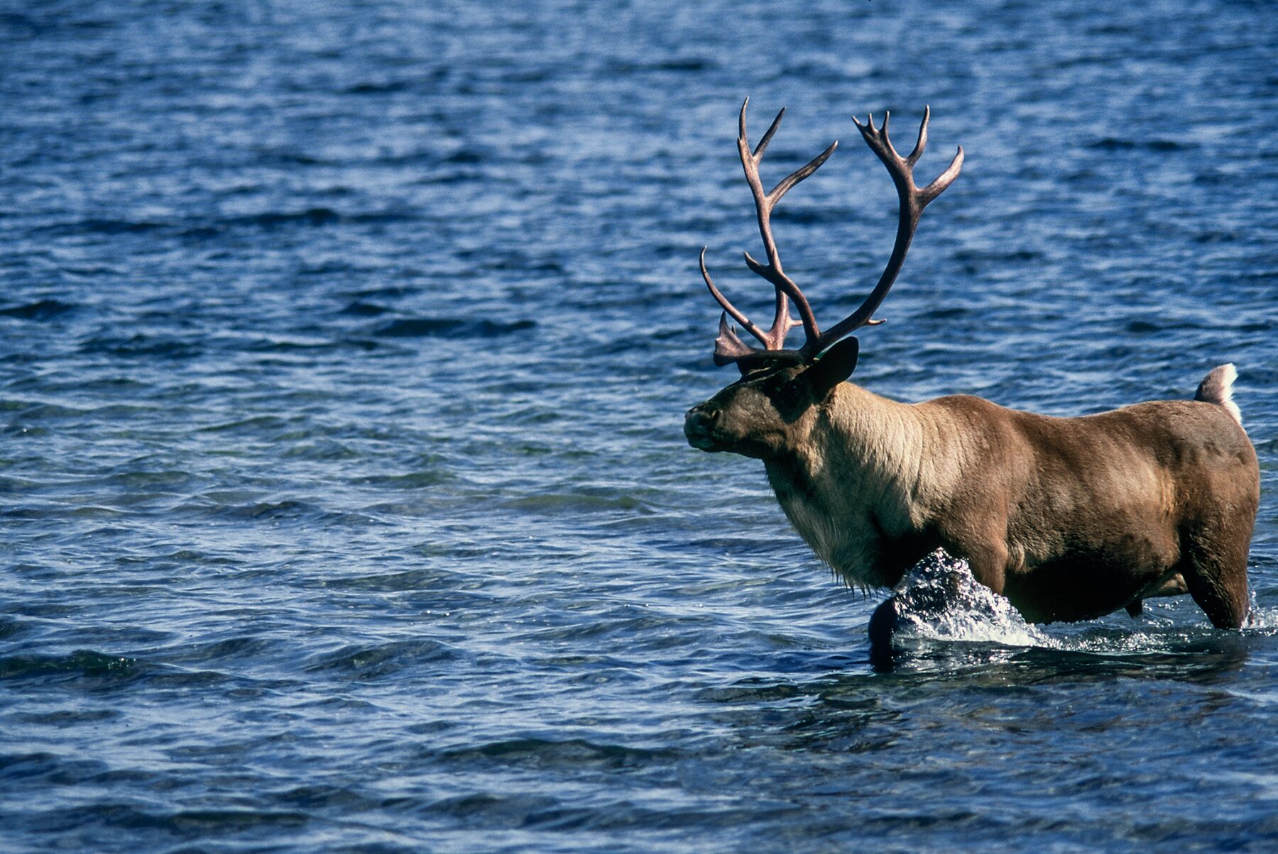 Finance and Borrowing - An elk with antlers walking through water