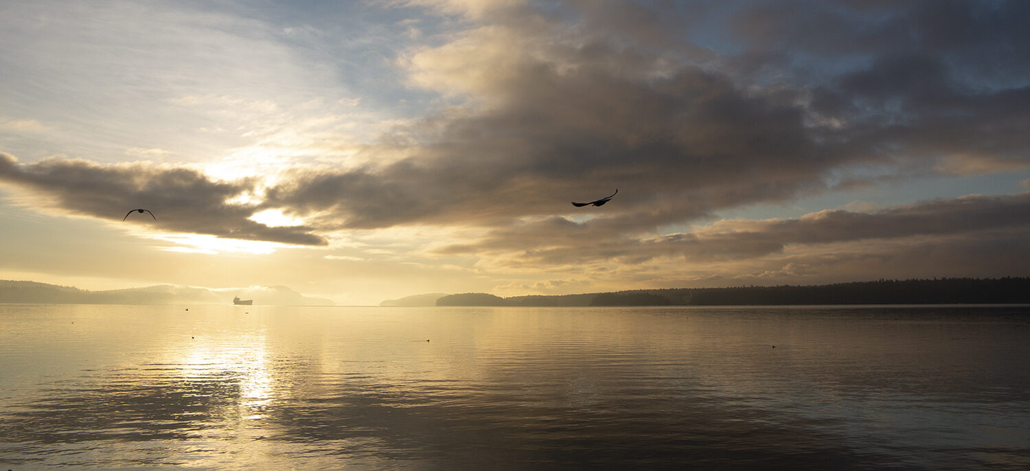 Intertribal Relationships - Sunset in BC with seagulls flying overhead calm sea