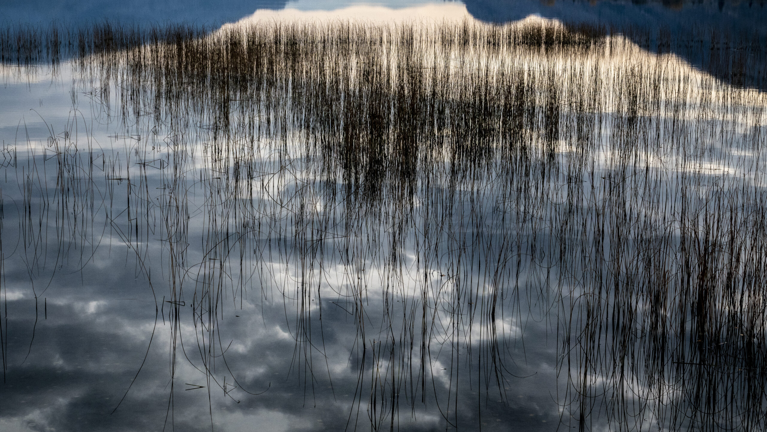 Real Estate and Development - reeds reflecting in water