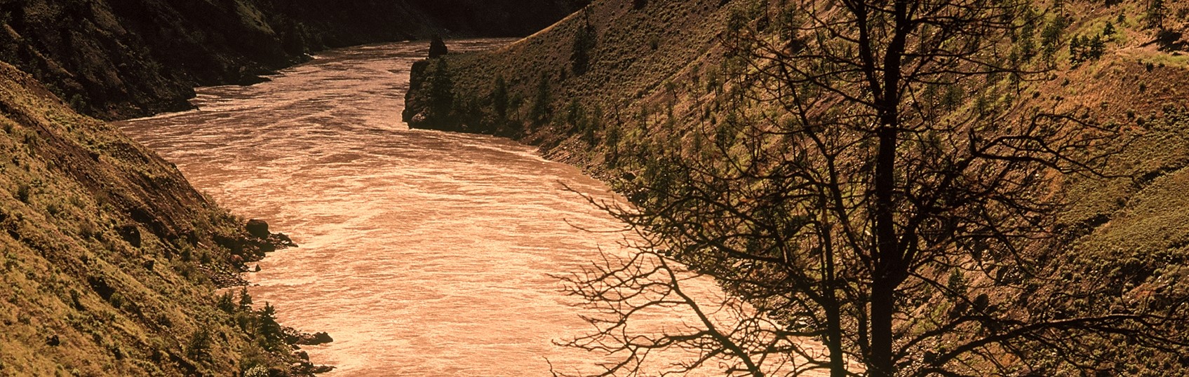 River in a canyon with a tree in foreground