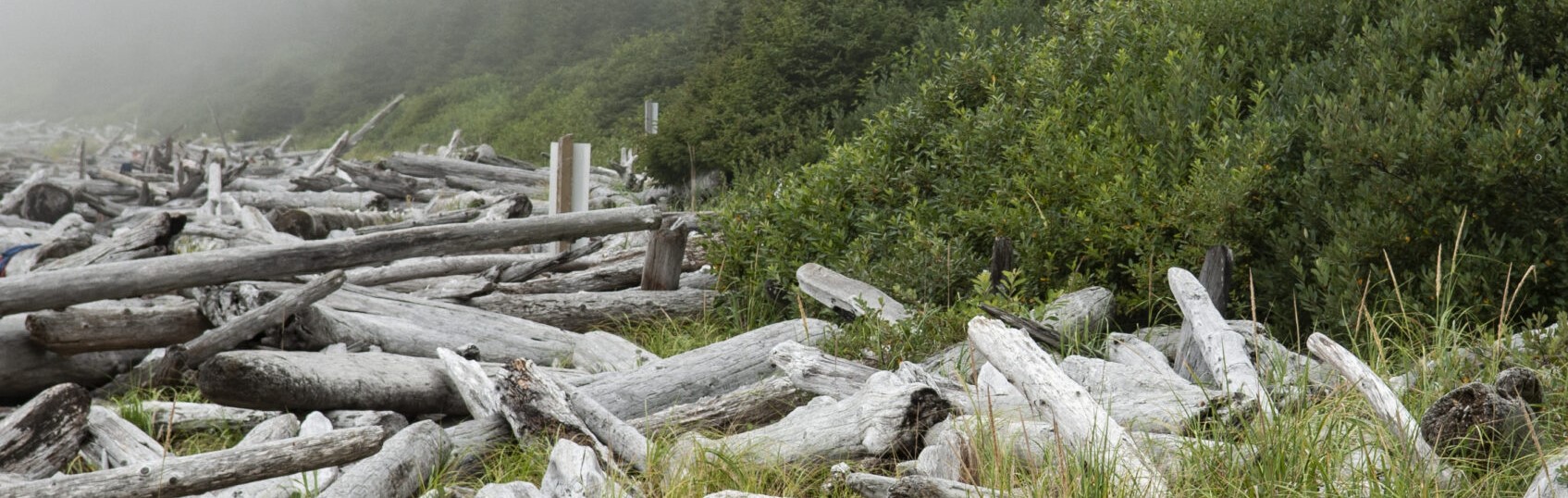 Driftwood piled up alongside green brush