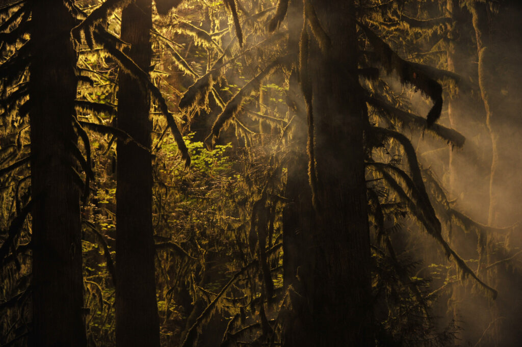 Moss covered trees