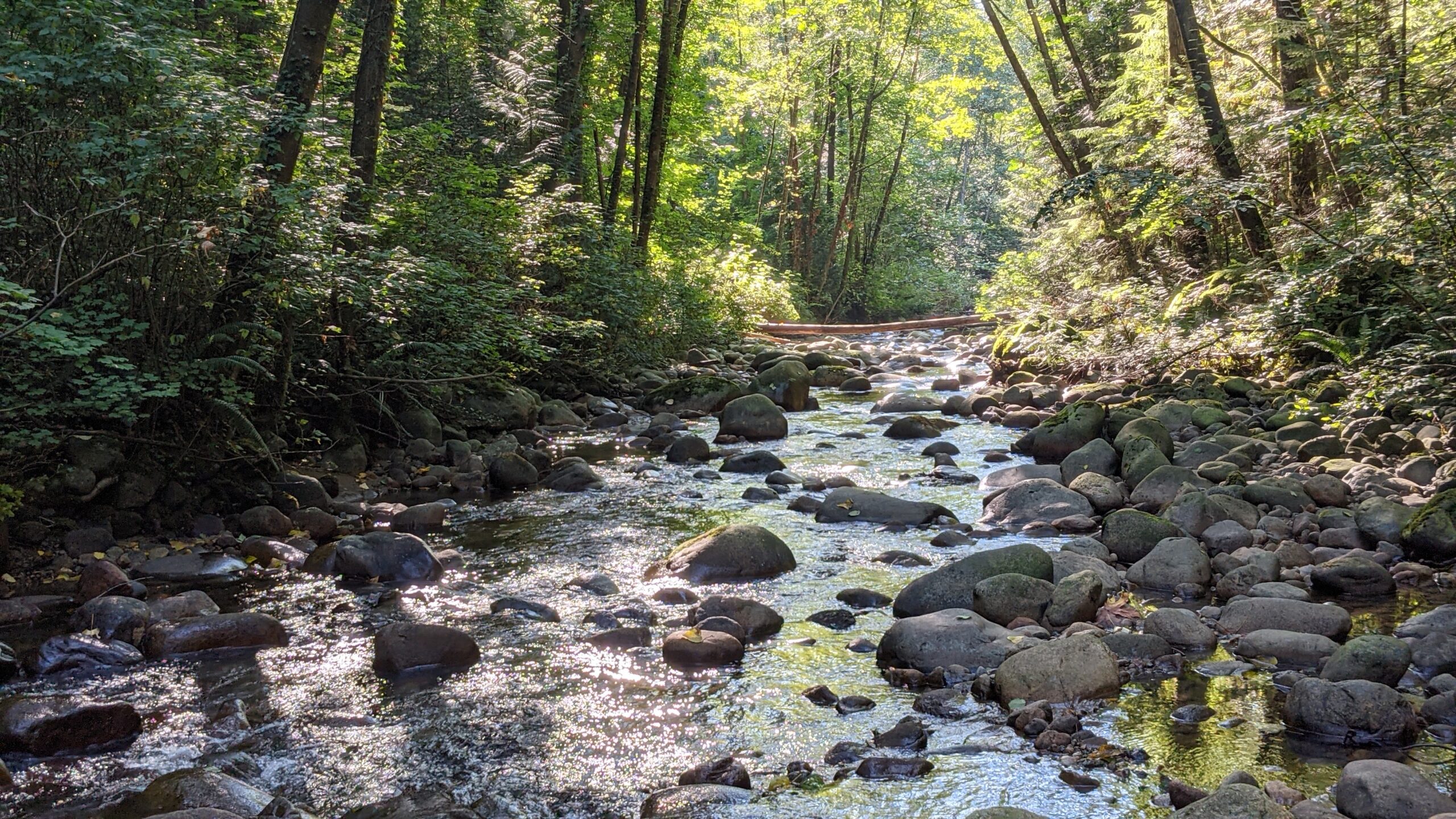 Rocky creek in the forest