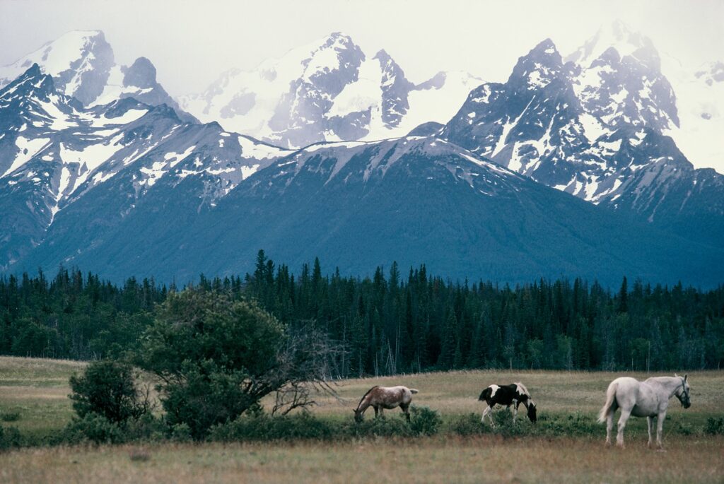 Three horses grazing in a field, tall mountains in the background