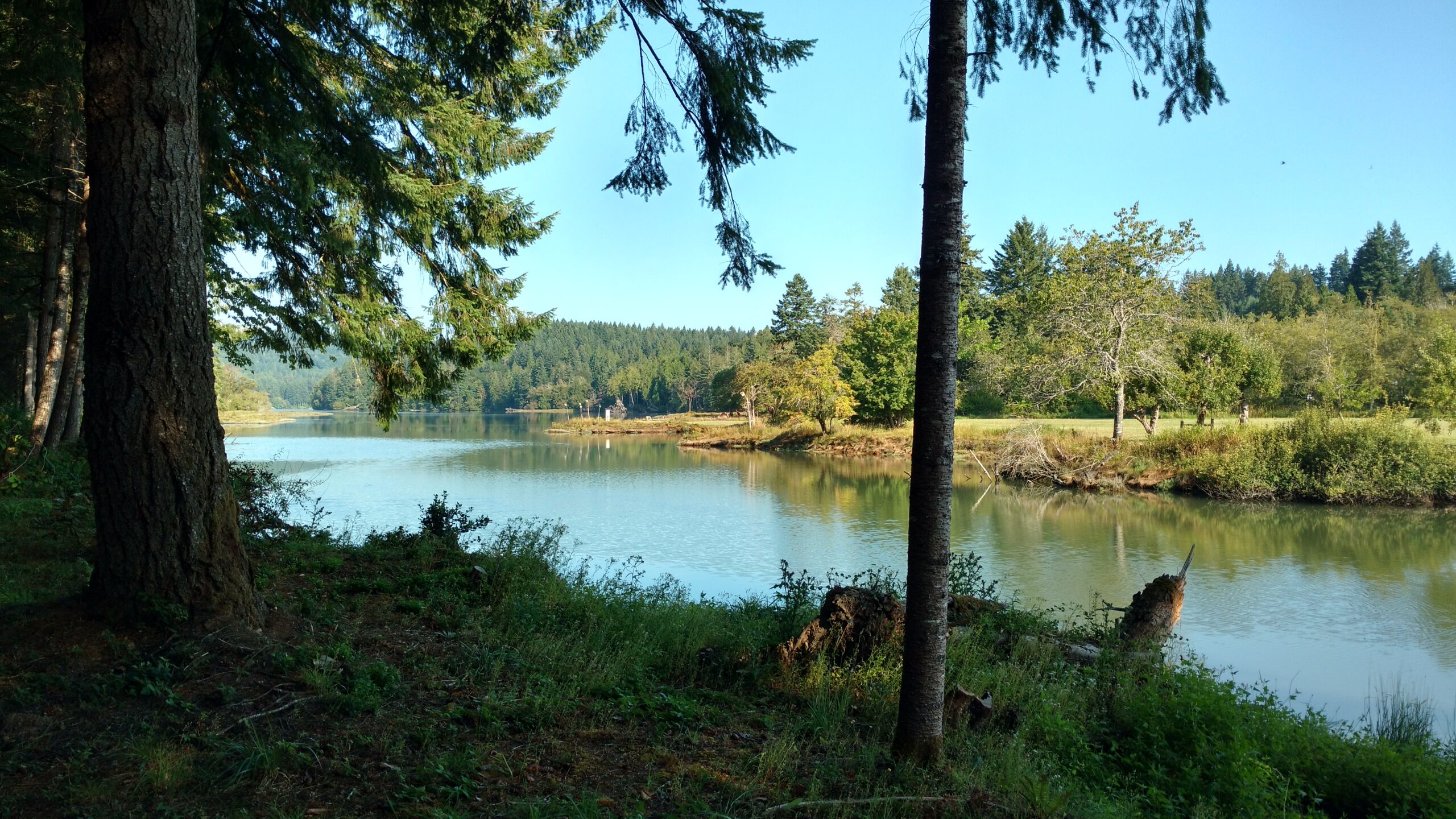 Small cove at high tide in the summer (Mud Bay, Washington State)