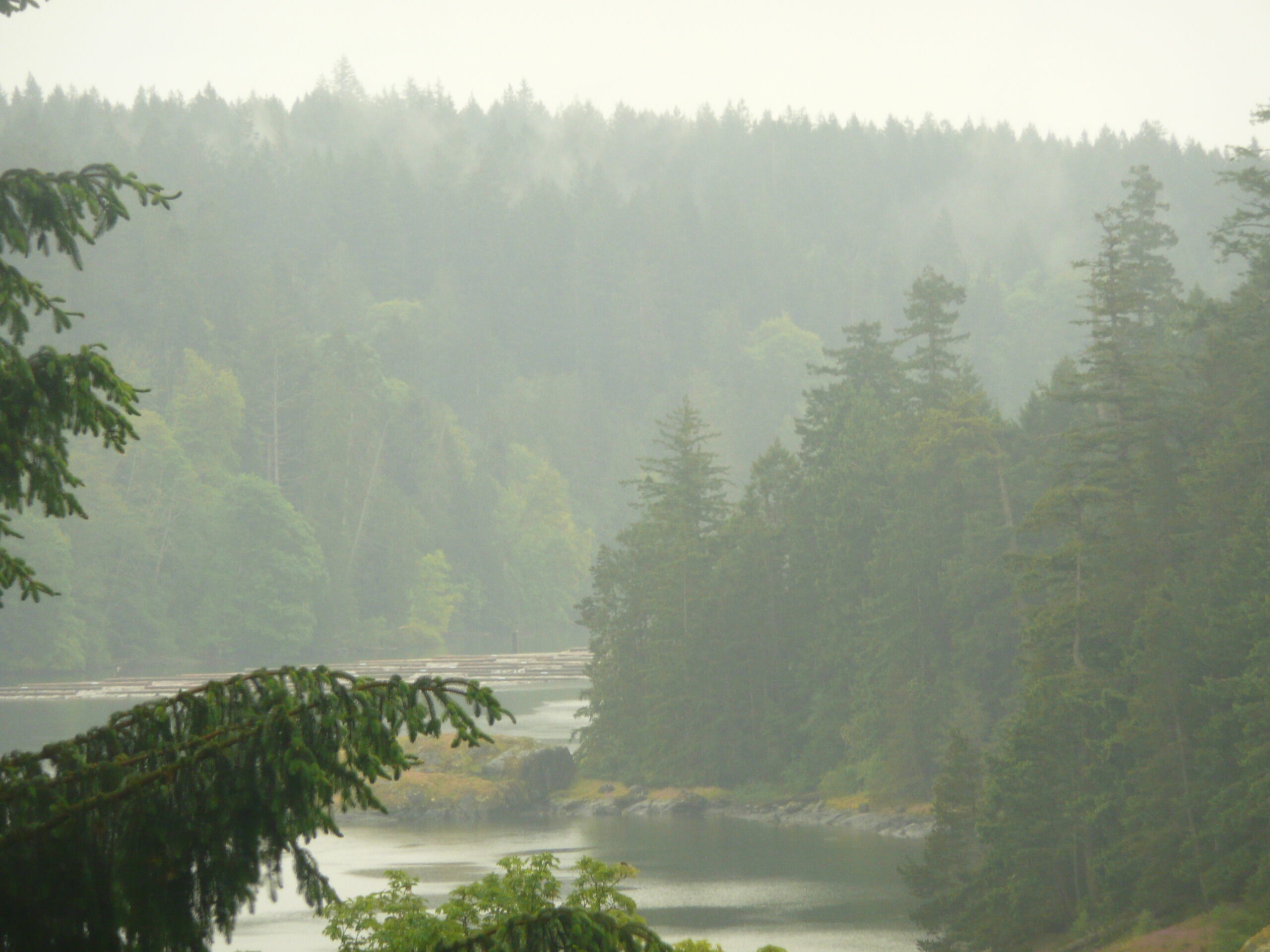 Evergreen forest lining a small bay (Quadra Island)